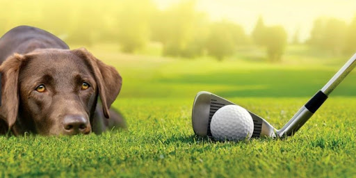 Longstay golf med hund